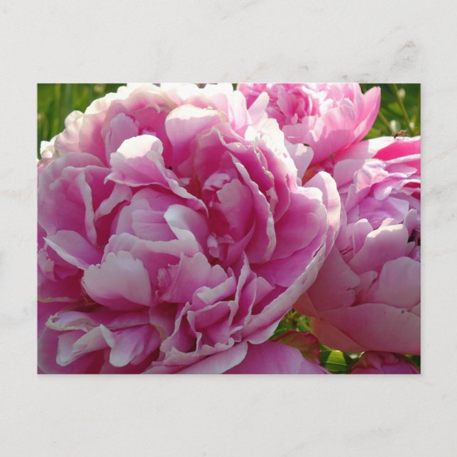 Cartão Postal Foto rosa de Peony caseiro caseiro caseiro floral (Frente)