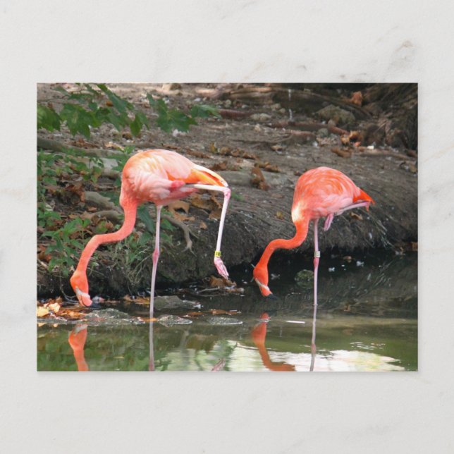 Cartão Postal Foto rosa Flamingo Pair Willife (Frente)