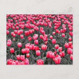 Cartão Postal Foto Seletiva de Cor Minimalista da Flor Rosa