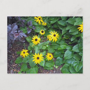 Cartão Postal Foto Susan de olhos pretos amarelos florais