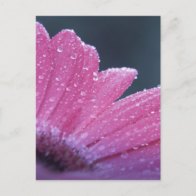 Cartão Postal Fotoflor macro (Frente)