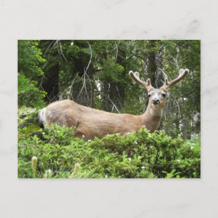 Cartão Postal Fotografia Animal Yosemite Deer Nature