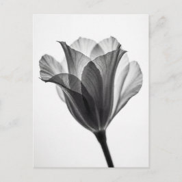 Cartão Postal Fotografia artística botânica monocromática
