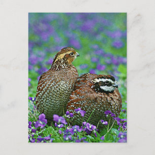 Cartão Postal Fotografia Bobwhite Quail