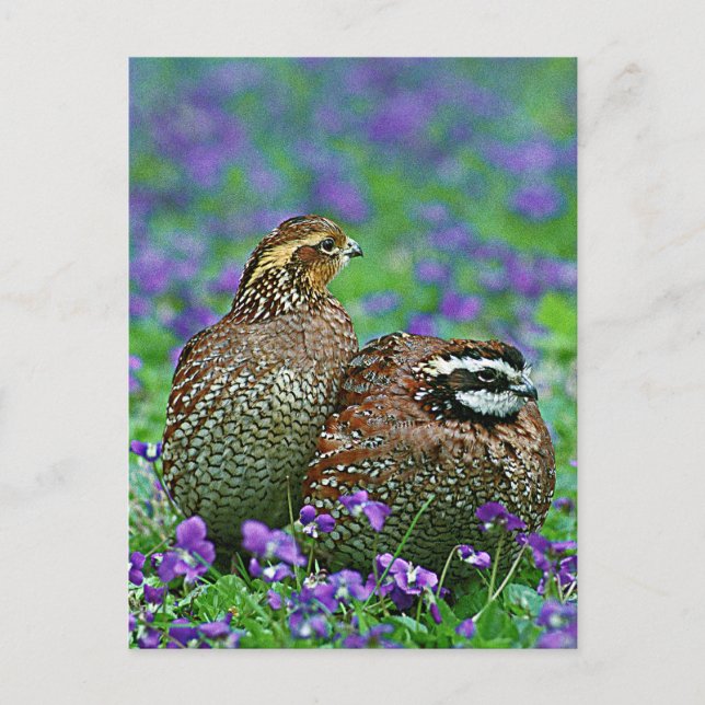 Cartão Postal Fotografia Bobwhite Quail (Frente)