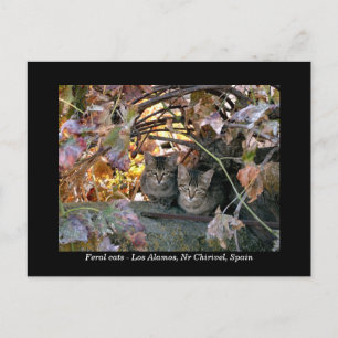 Cartão Postal Fotografia bonito de gatos e videiras espanhóis
