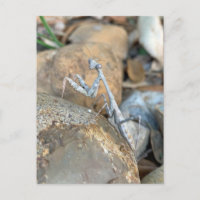 Fotografia Branca Rezando Mantis