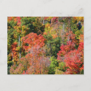 Cartão Postal Fotografia Colorida da Natureza no Outono na Encos