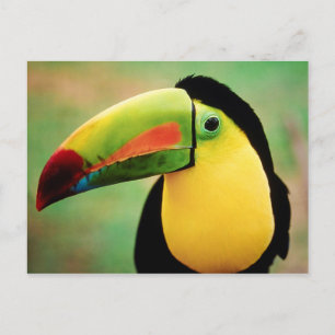 Cartão Postal Fotografia Colorida da Natureza Selvagem de Pássar