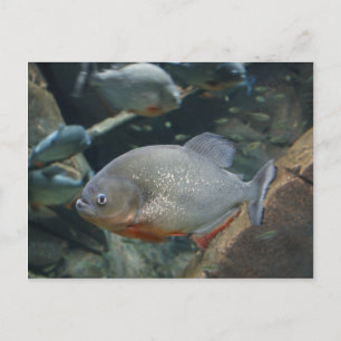 Cartão Postal Fotografia colorida de peixe Piranha