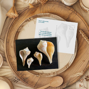 Cartão Postal Fotografia Comparativa de Conchas de Buccino