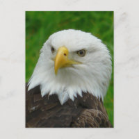Fotografia da águia - Águia-careca norte-americana