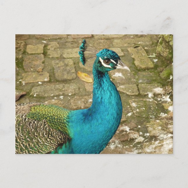 Cartão Postal Fotografia da Bela Natureza do Pavão (Frente)