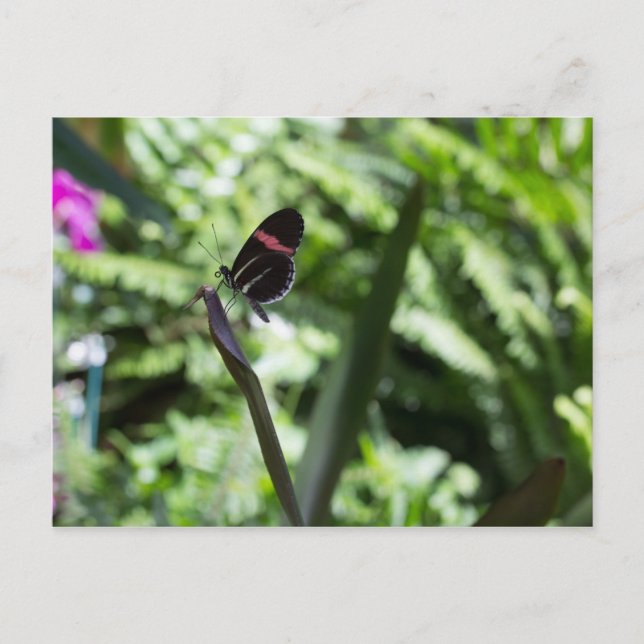 Cartão Postal Fotografia da borboleta (Frente)