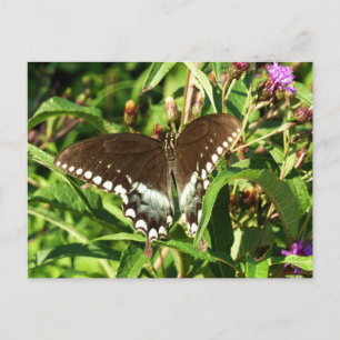 Cartão Postal Fotografia da borboleta-do-breu-preto
