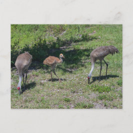 Cartão Postal Fotografia da Família Flórida Sandhill Cranes
