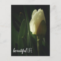 Fotografia da Flor Daffodil Frase Lindo da Vida