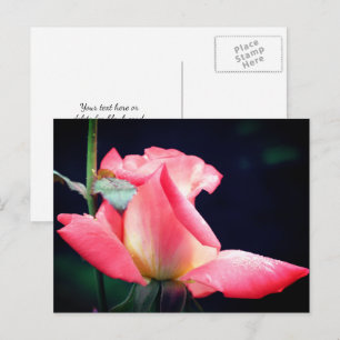 Cartão Postal Fotografia da Flor de Delícia de Rosa Cor-de-Rosa