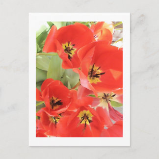 Cartão Postal Fotografia da Flor - "Flor Vermelho 03"