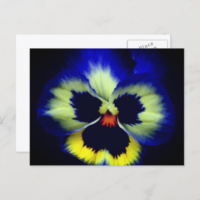 Cartão Postal Fotografia da Flor Pansy Azul Ousada  (Frente/Verso)