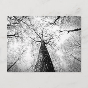 Cartão Postal Fotografia da Floresta de Árvore de outono Preta