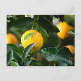 Cartão Postal Fotografia da Fruta da árvore Lemon