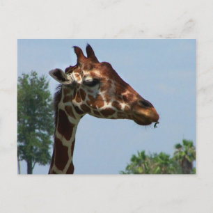 Cartão Postal Fotografia da Girafa contra o céu azul