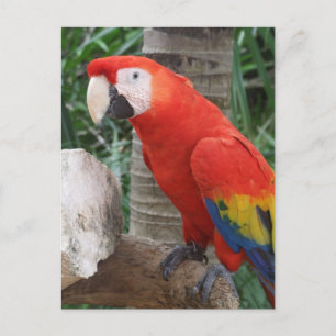 Cartão Postal Fotografia da Macaw Scarlet
