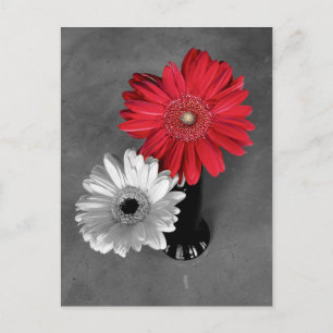 Cartão Postal Fotografia da Margarida Gerbera de respingo de cor