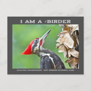 Cartão Postal Fotografia da Natureza Carta de Passarinheiro Pica