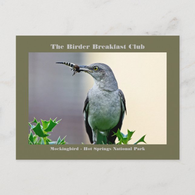Cartão Postal Fotografia da Natureza Carta de Passarinho Sabiá-i (Frente)