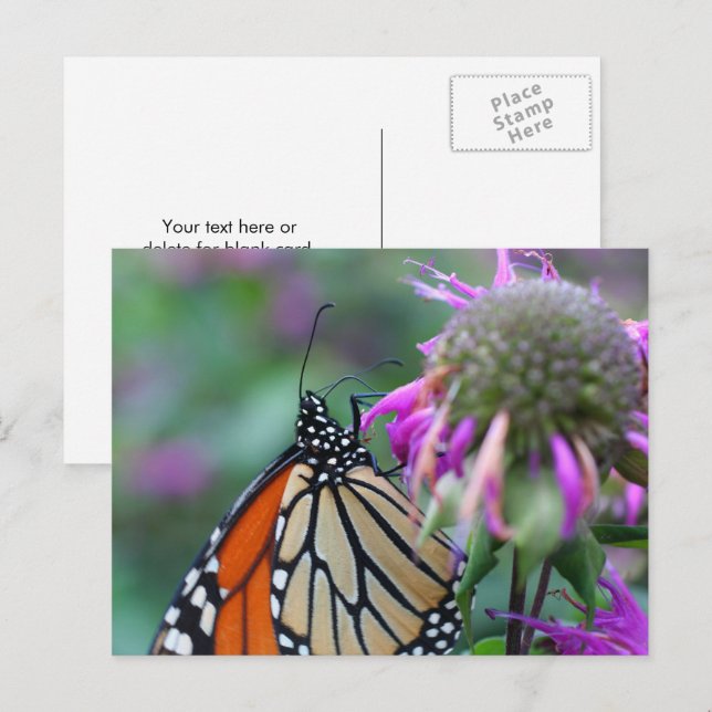 Cartão Postal Fotografia da Natureza com Borboleta Monarca (Frente/Verso)