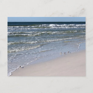 Cartão Postal Fotografia da Natureza das Aves da Praia de Biloxi