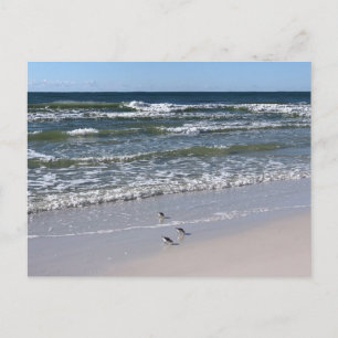 Cartão Postal Fotografia da Natureza das Aves da Praia de Biloxi
