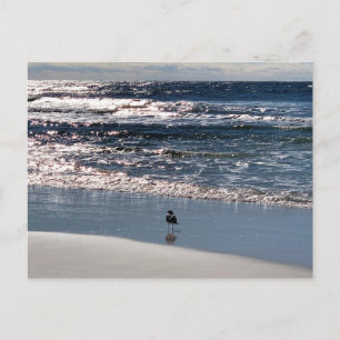 Cartão Postal Fotografia da Natureza das Gaivotas de Biloxi