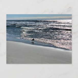 Cartão Postal Fotografia da Natureza das Gaivotas de Biloxi