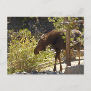 Cartão Postal Fotografia da Natureza de Alces das Montanhas Roch