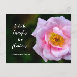 Cartão Postal Fotografia da Natureza de Flor Rosa com Gotículas