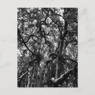 Cartão Postal Fotografia da Natureza de Ramos de Árvore Assustad