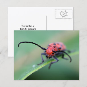 Cartão Postal Fotografia da Natureza do Besouro Vermelho Irritad
