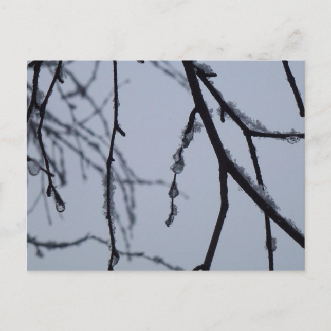 Cartão Postal Fotografia da natureza do inverno em Icy Branches (Frente)