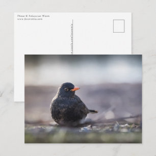 Cartão Postal Fotografia da natureza do pássaro negro comum