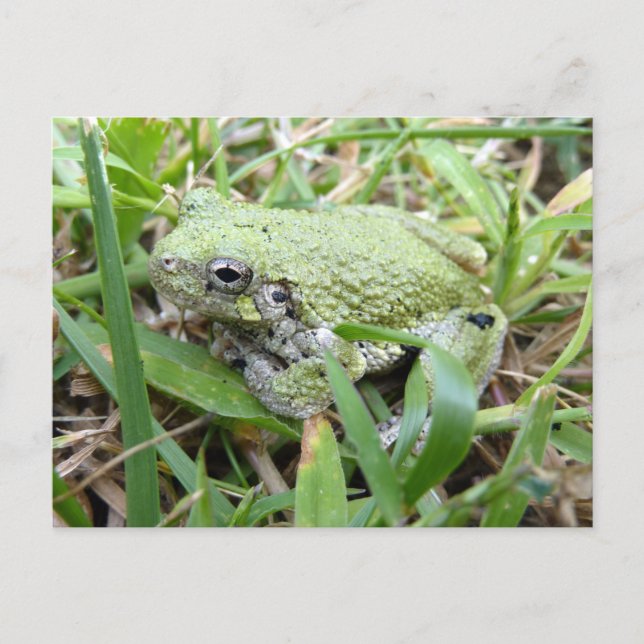 Cartão Postal Fotografia da Natureza do Perereca-Cinzento-Leste (Frente)