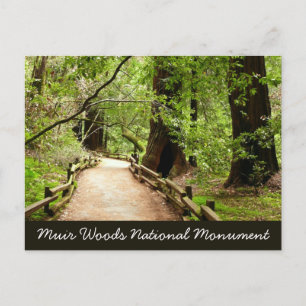 Cartão Postal Fotografia da Natureza Trilha em Muir Woods II