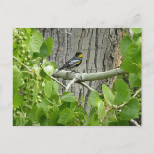 Cartão Postal Fotografia da natureza Warbler de Audubon