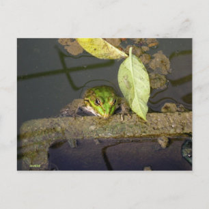Cartão Postal Fotografia da observação do sapo
