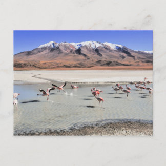 Cartão Postal fotografia da paisagem da Bolívia com flamingos