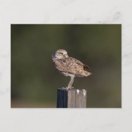 Cartão Postal Fotografia da Parelha de Coruja-buraqueira da Flór