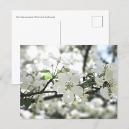 Cartão Postal Fotografia da Primavera de árvore da Apple Blossom