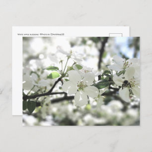 Cartão Postal Fotografia da Primavera de árvore da Apple Blossom